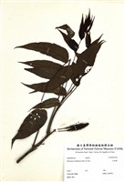 藏品(化香樹)的圖片